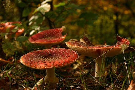 Detailed close-up of red Amanita mushrooms showcasing their unique textures in a lush forest setting.