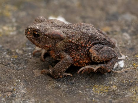 Detailed close-up image of a brown toad on a stone surface, showcasing its textured skin and natural environment.