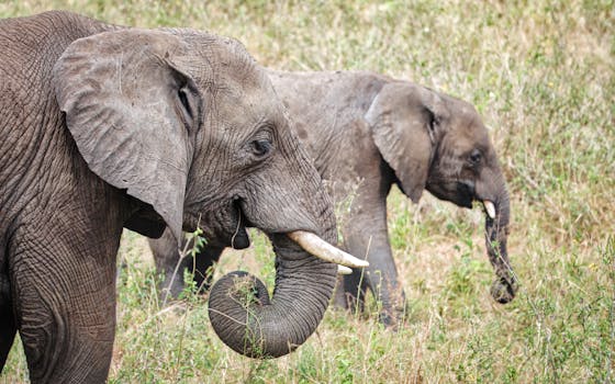 Two elephants eating side view
